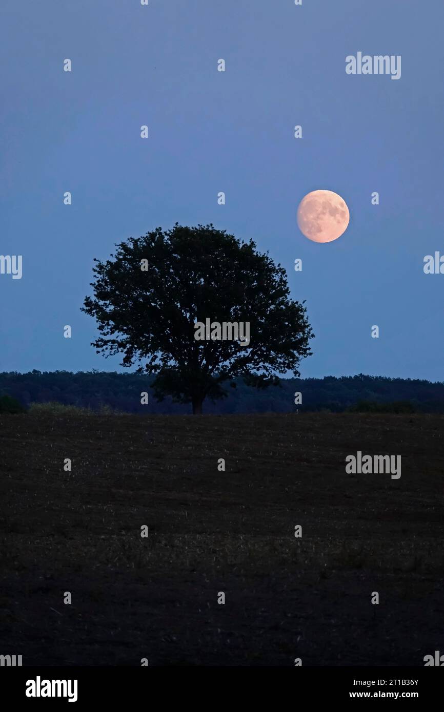 Paesaggio con luna piena, autunno, Germania Foto Stock