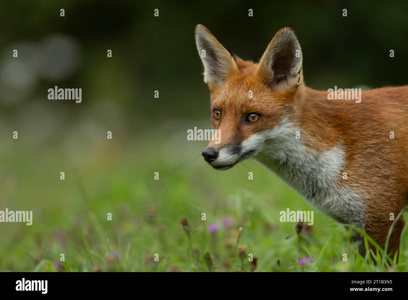 Red Fox (Vulpes vulpes) ritratto della testa di un animale adulto, Inghilterra, Regno Unito Foto Stock