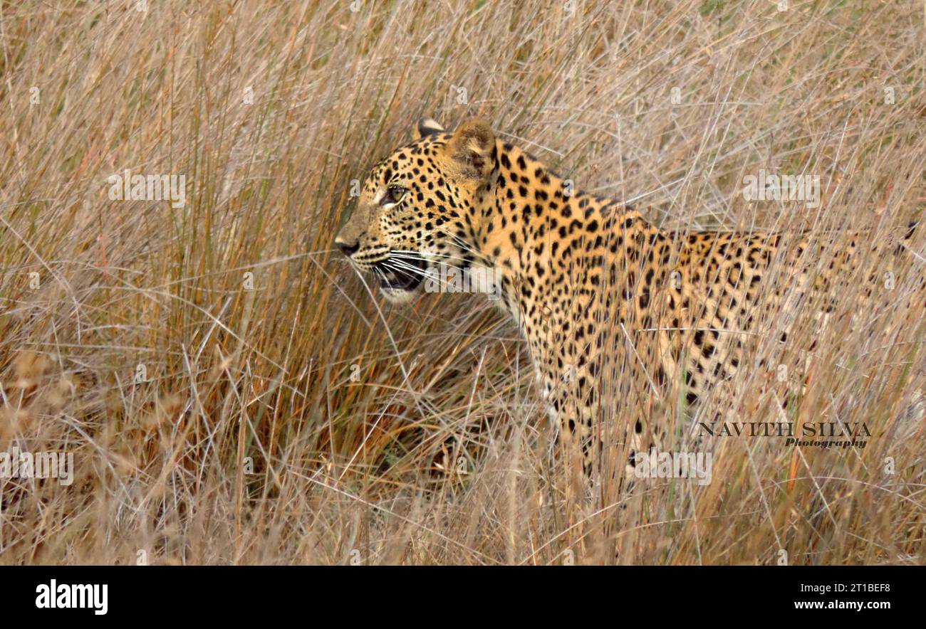 Leopardi dello Sri Lanka nella natura selvaggia, visita lo Sri Lanka Foto Stock