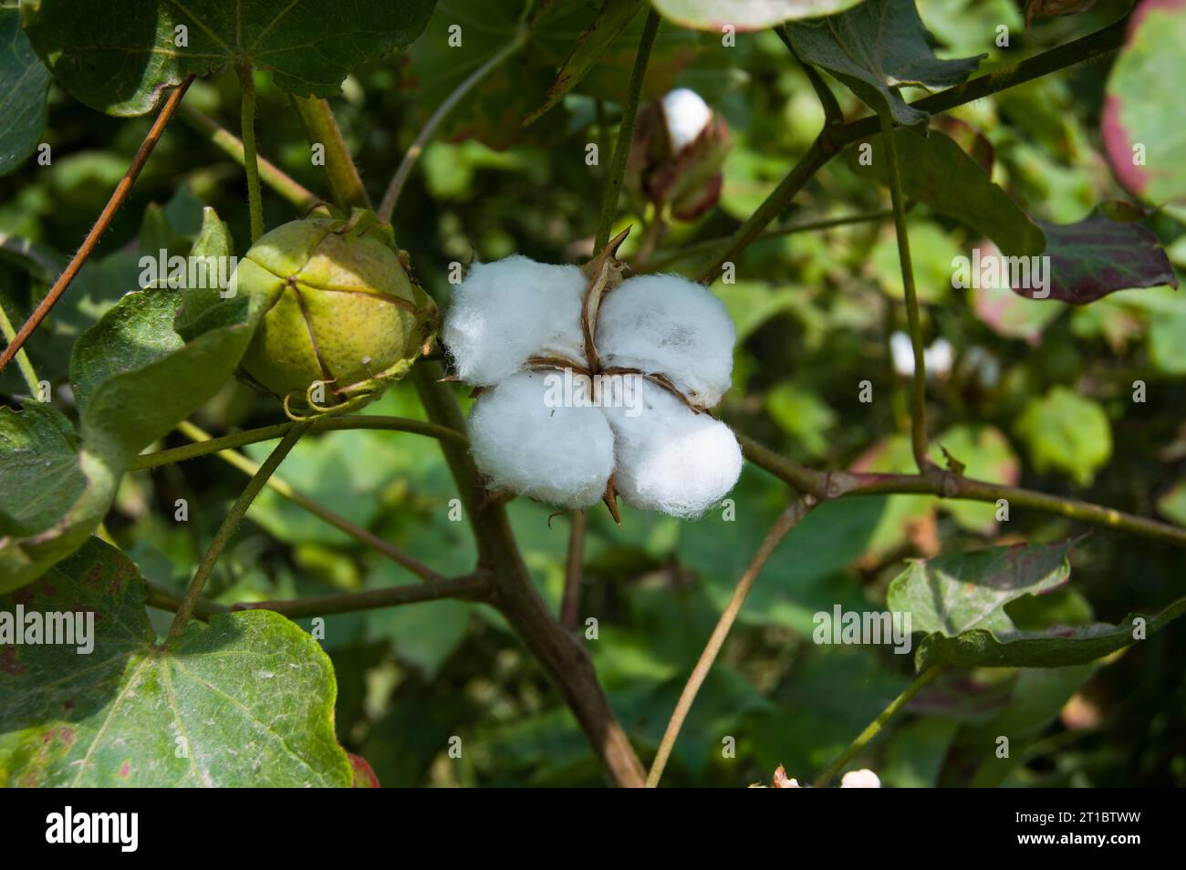 Gossypium herbaceum da vicino con baccelli di semi freschi. bordolo di cotone appeso alla pianta. Con la messa a fuoco selettiva sul soggetto. Primo piano del fiore di cotone bianco. Foto Stock