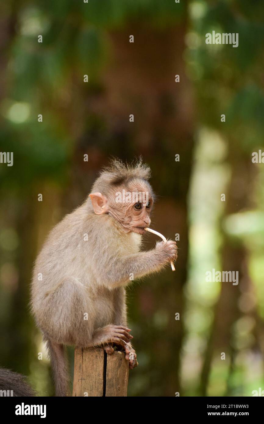 Una scimmia piccola (scimmia Rhesus) che regge un bastone lecca-lecca rubata a una persona. Foto Stock