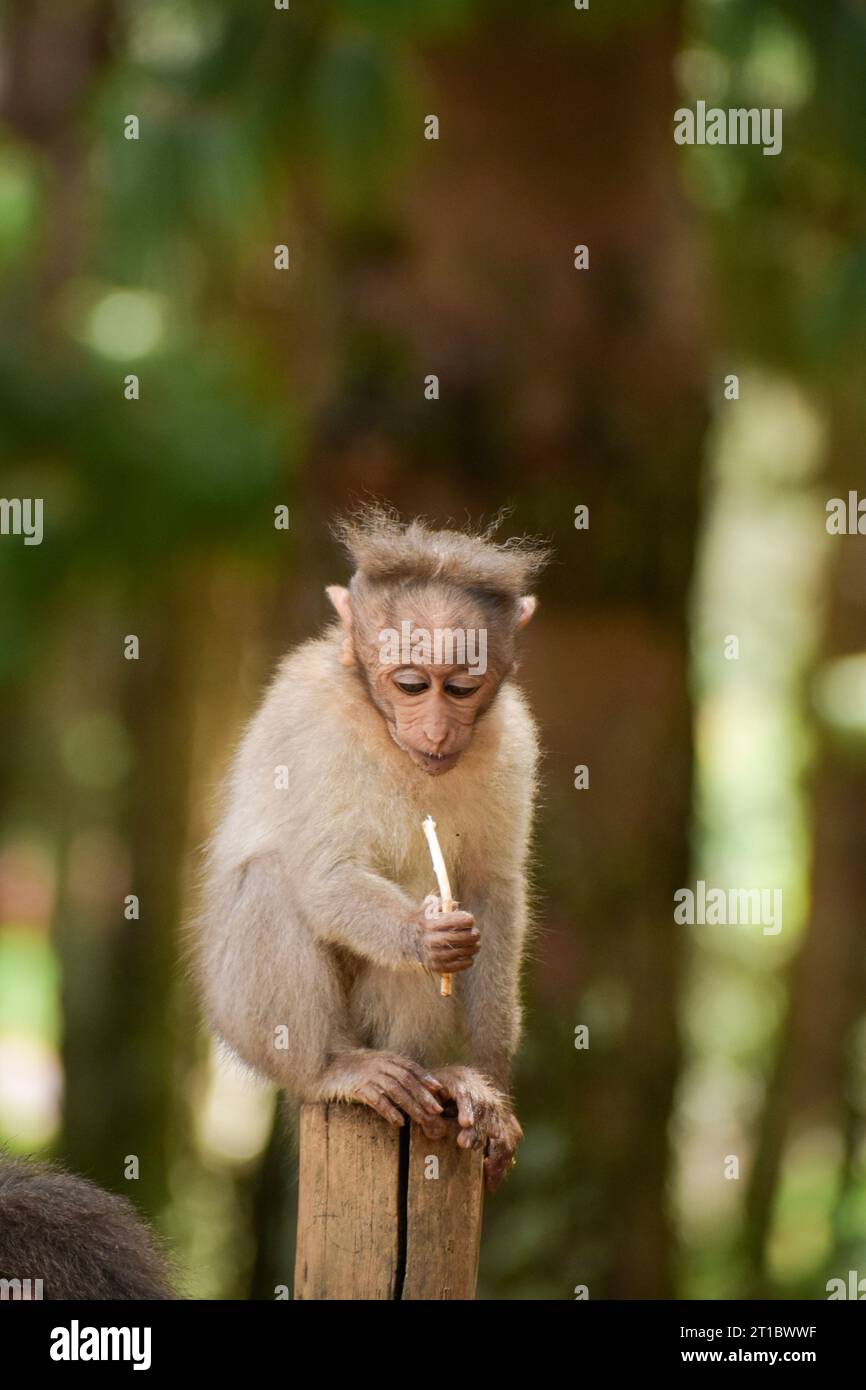 Una scimmia piccola (scimmia Rhesus) che regge un bastone lecca-lecca rubata a una persona. Foto Stock