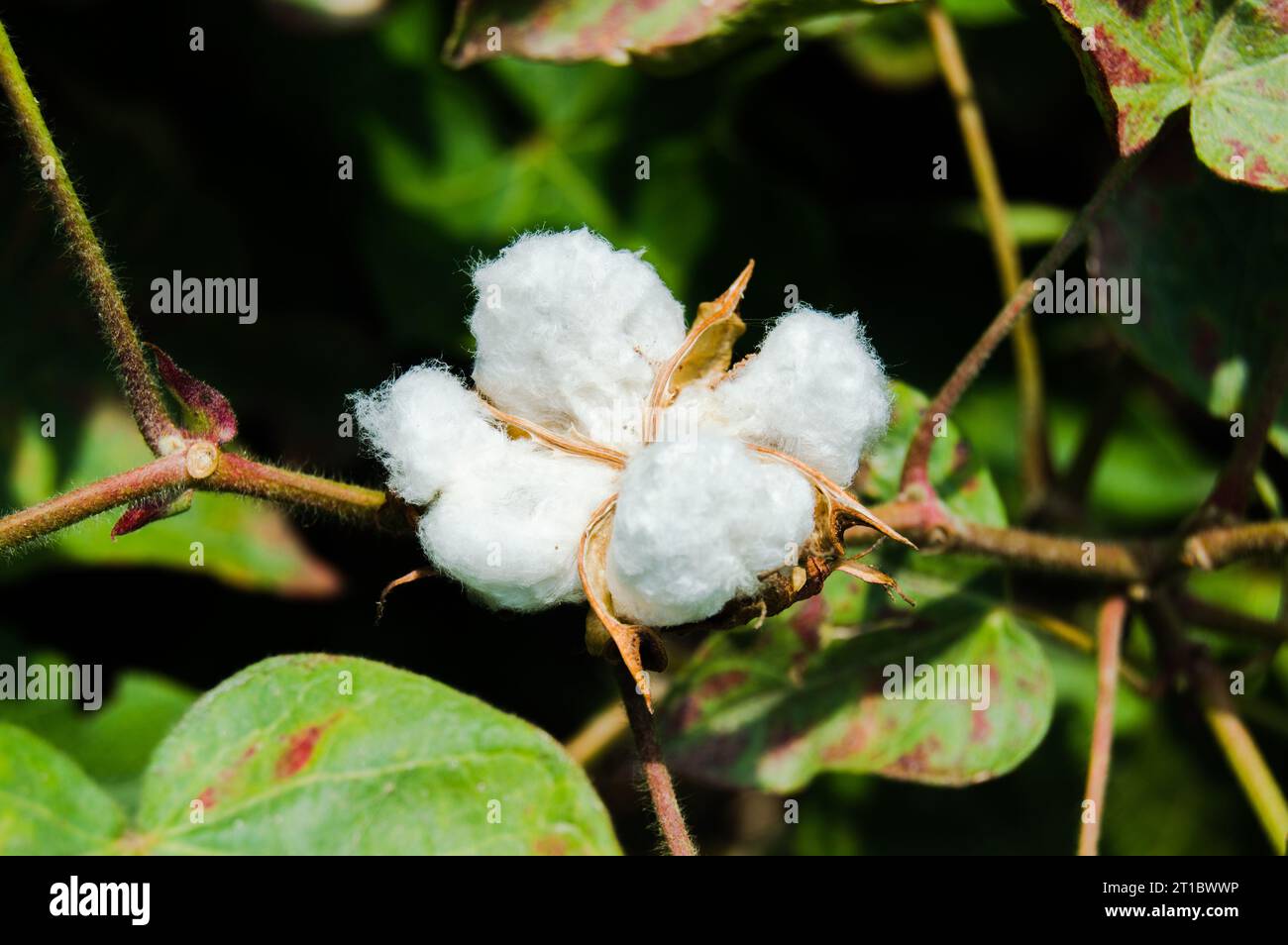 Gossypium herbaceum da vicino con baccelli di semi freschi. bordolo di cotone appeso alla pianta. Con la messa a fuoco selettiva sul soggetto. Primo piano del fiore di cotone bianco. Foto Stock