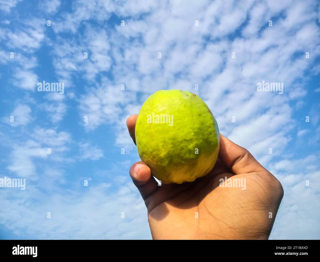 i guava sono sul ramo dell'albero. Frutta guava appesa. Primo piano delle guavas. Concetto di cibo sano. Guava. Guava di frutta tropicale matura sull'albero delle guavas. Guavas Foto Stock