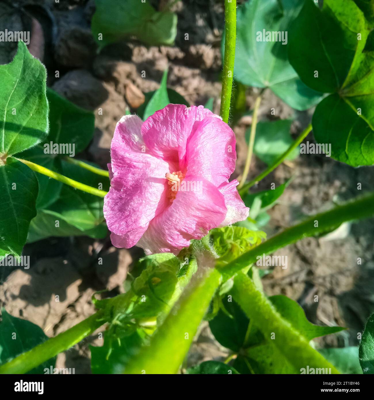 Gossypium herbaceum da vicino con baccelli di semi freschi. bordolo di cotone appeso alla pianta. Con la messa a fuoco selettiva sul soggetto. Primo piano del fiore di cotone bianco. Foto Stock