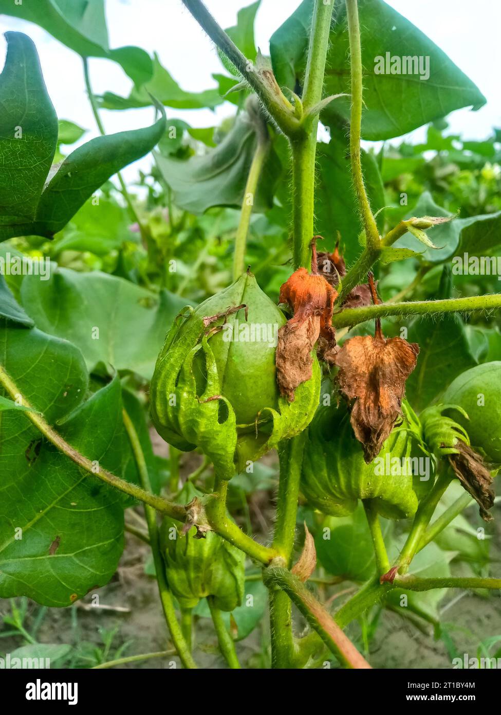 Primo piano del Boll di cotone di colore verde sulla pianta di cotone. boll di cotone verde field.Organic boll. boll di cotone appeso alla pianta. Sfondo naturale. Colore verde boll. Foto Stock