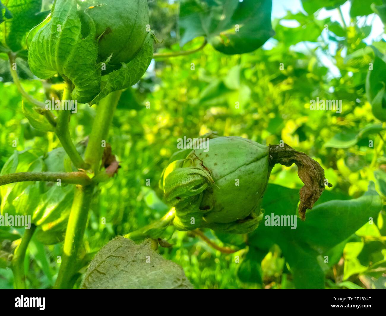 Primo piano del Boll di cotone di colore verde sulla pianta di cotone. boll di cotone verde field.Organic boll. boll di cotone appeso alla pianta. Sfondo naturale. Colore verde boll. Foto Stock