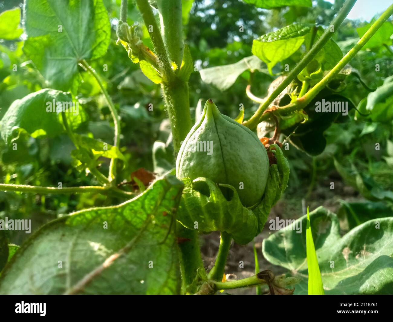 Primo piano del Boll di cotone di colore verde sulla pianta di cotone. boll di cotone verde field.Organic boll. boll di cotone appeso alla pianta. Sfondo naturale. Colore verde boll. Foto Stock