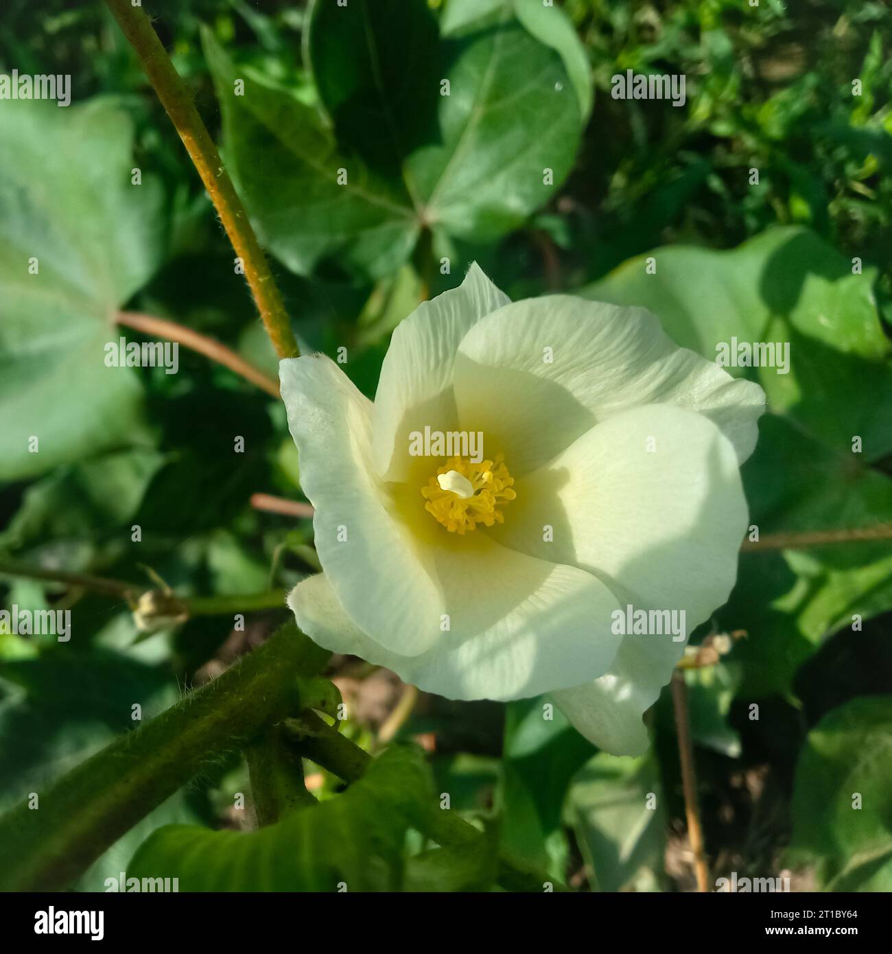 Gossypium herbaceum da vicino con baccelli di semi freschi. bordolo di cotone appeso alla pianta. Con la messa a fuoco selettiva sul soggetto. Primo piano del fiore di cotone bianco. Foto Stock
