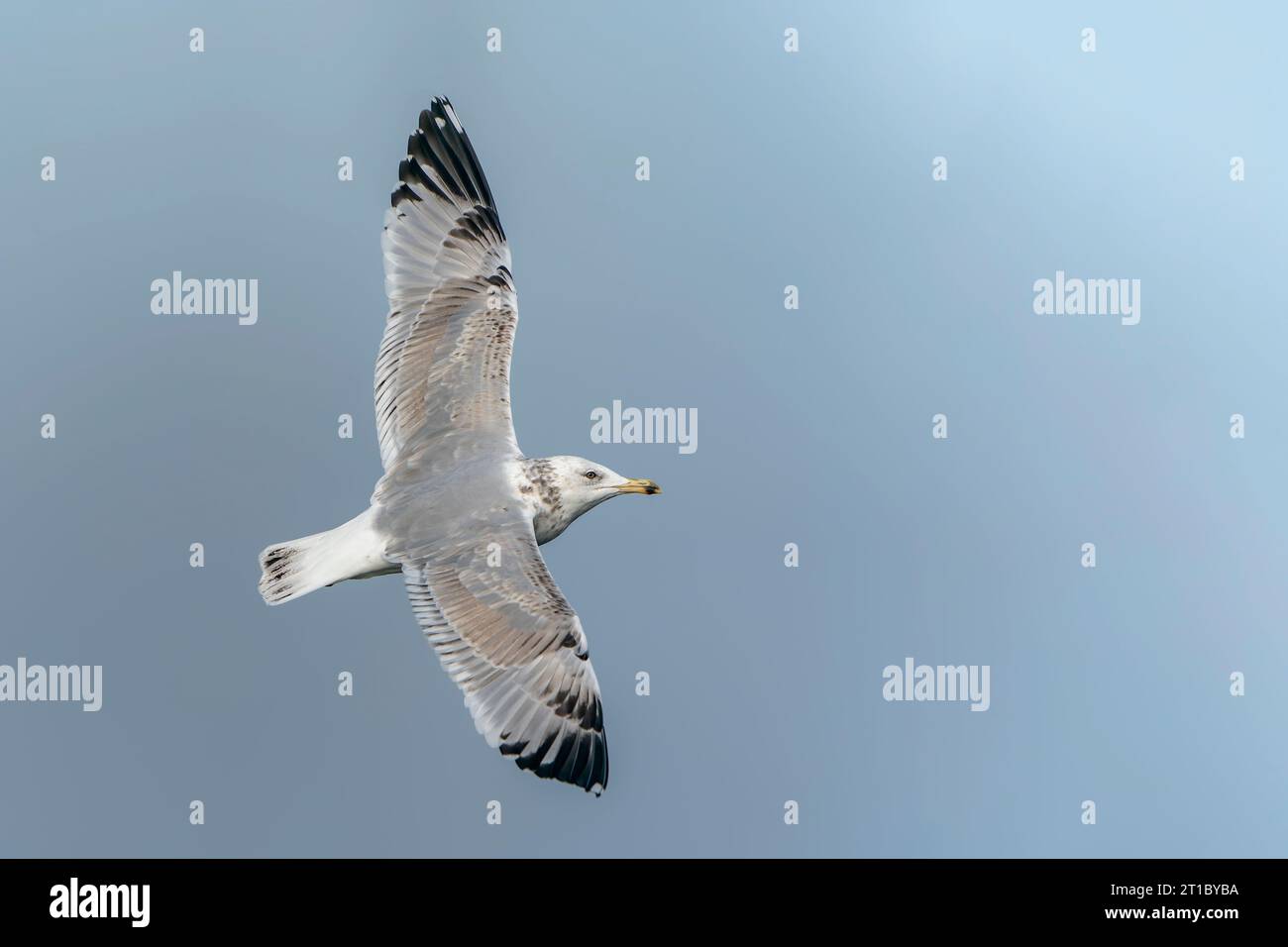 Caspian Gull (Larus cachinnans) in volo. Delta dell'Oder in Polonia, europa. Foto Stock