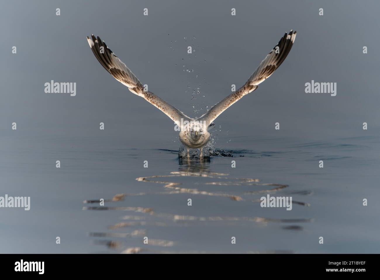 Caspian Gull (Larus cachinnans) decolla nel delta dell'oder in Polonia, europa. Sfondo blu con spazio di copia. Foto Stock