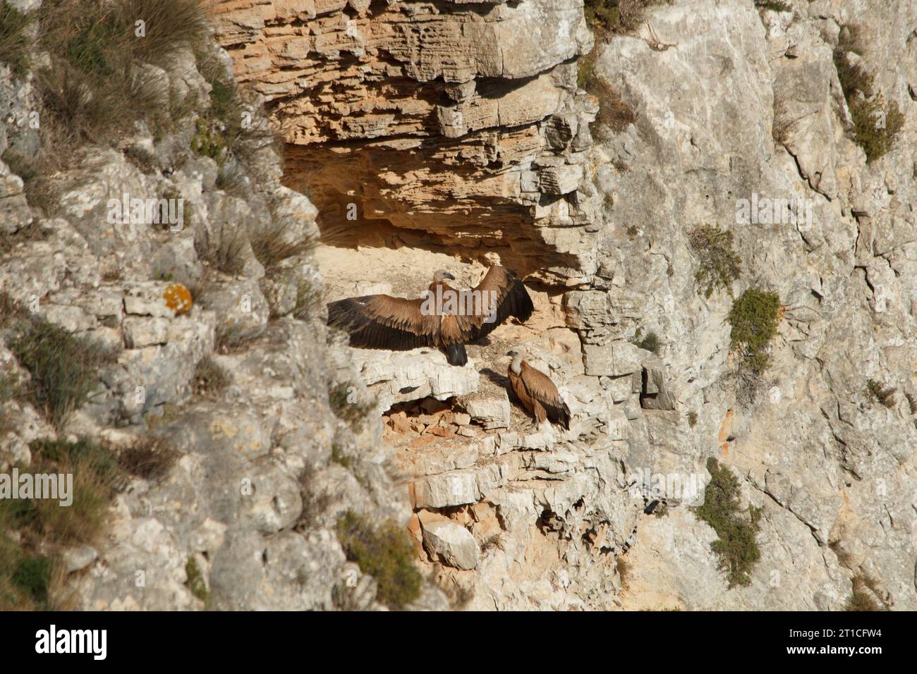 Parete verticale con due avvoltoi arroccati di grifone nel Barranc del Cint de Alcoi, Spagna Foto Stock