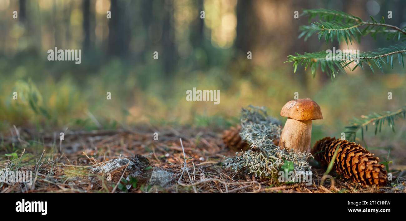 Cartolina con i funghi porcini della foresta, primo piano dello striscione autunnale con spazio fotocopie. Relax nella foresta e ripristino della salute mentale, io Foto Stock