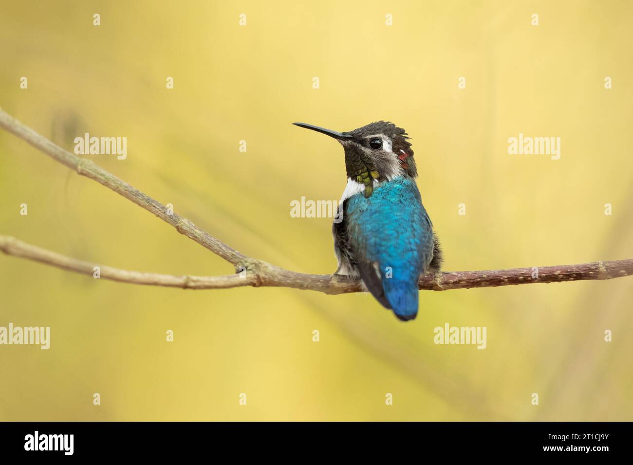 Il colibrì di api, zunzuncito o Helena (Mellisuga helenae) è l'uccello più piccolo del mondo Foto Stock
