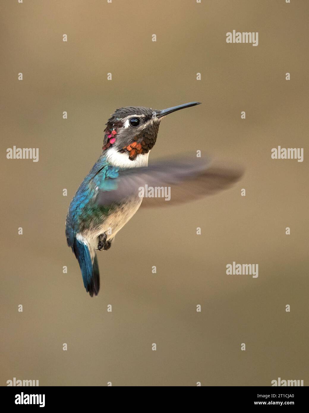 Il colibrì di api, zunzuncito o Helena (Mellisuga helenae) è l'uccello più piccolo del mondo Foto Stock