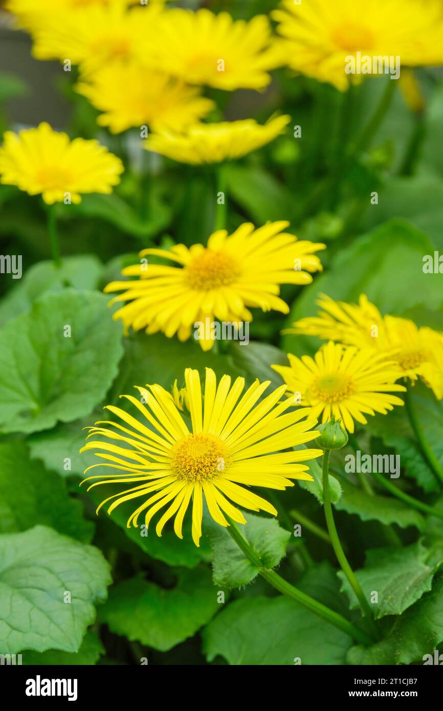 Doronicum Leonardo Compact, Leopard's Bane Foto Stock