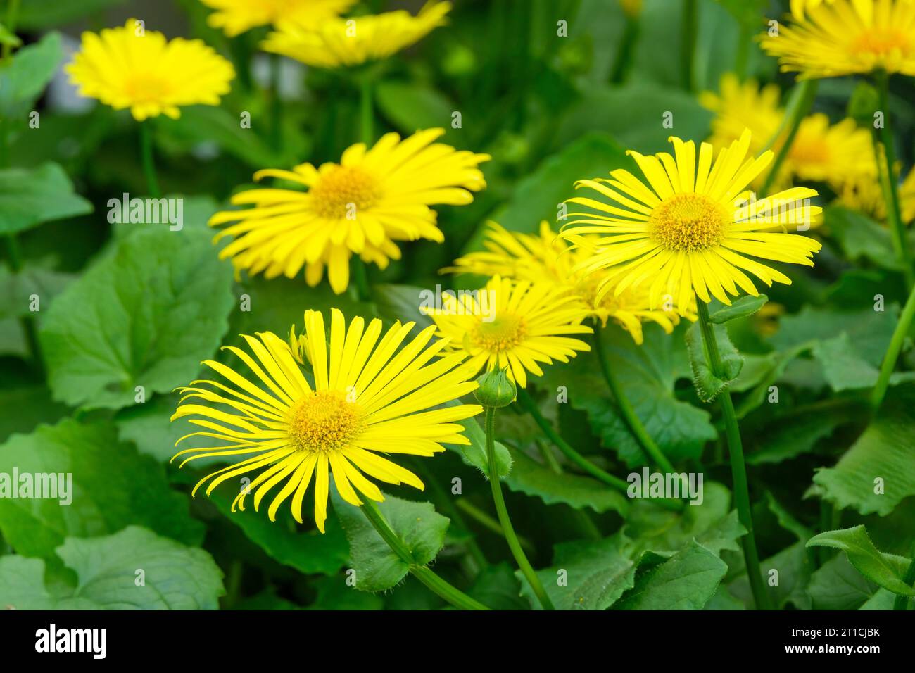 Doronicum Leonardo Compact, Leopard's Bane Foto Stock