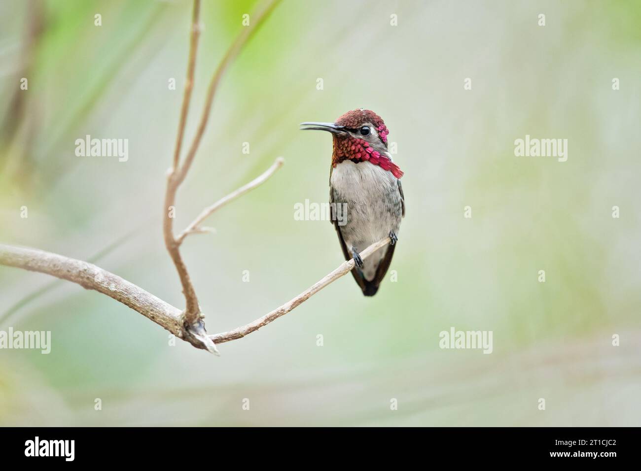 Il colibrì di api, zunzuncito o Helena (Mellisuga helenae) è l'uccello più piccolo del mondo Foto Stock