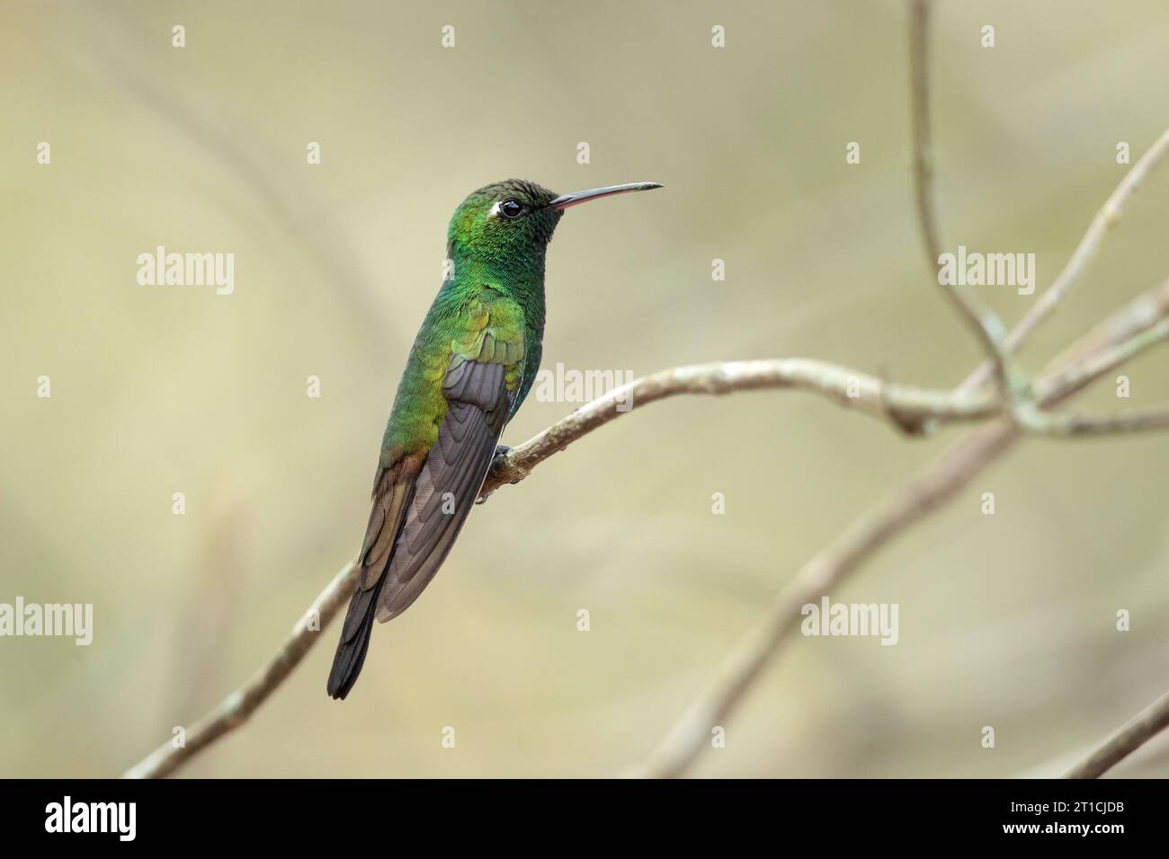 Lo smeraldo cubano (Riccordia ricordii) è una specie di colibrì degli "smeraldi", tribù Trochilini della sottofamiglia Trochilinae. Si trova a Cuba Foto Stock