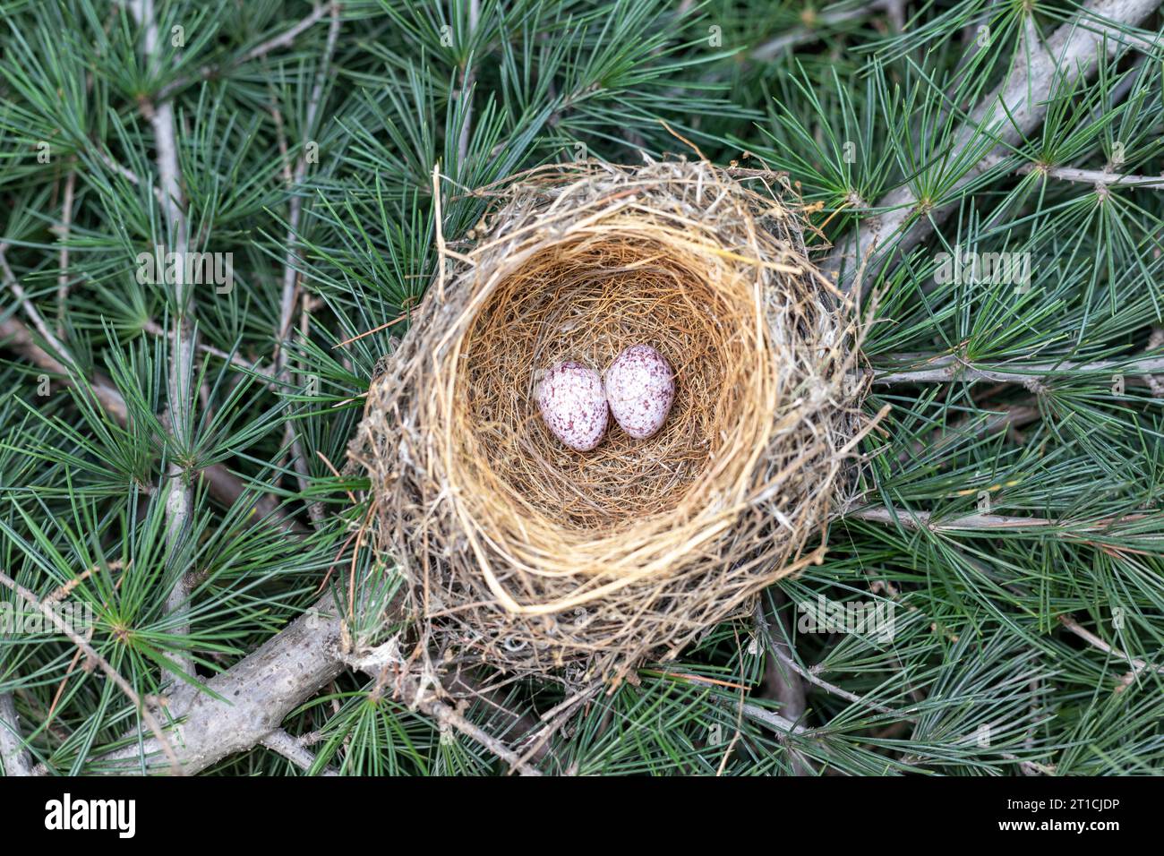 Nido d'uccello sul ramo dell'albero con due uova ad alto angolo Foto Stock