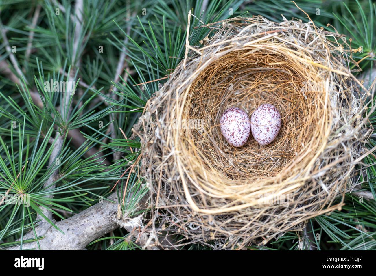 Nido di uccelli cardinali con due uova su un ramo di albero nella foresta Foto Stock