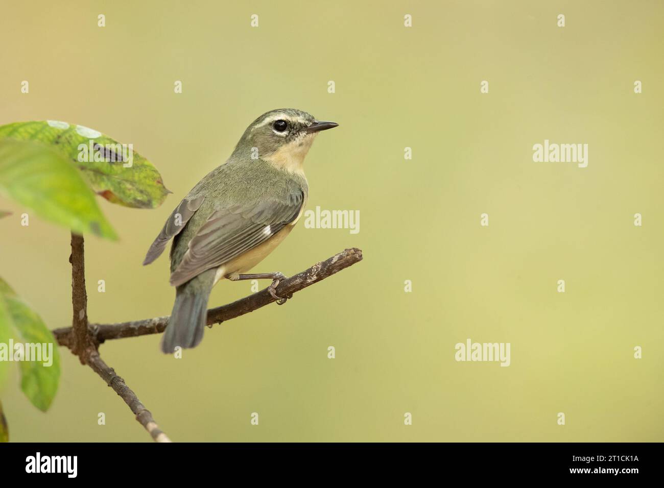 La parula blu dalla gola nera (Setophaga caerulescens) è un piccolo uccello passerino della famiglia parula del nuovo mondo. Foto Stock