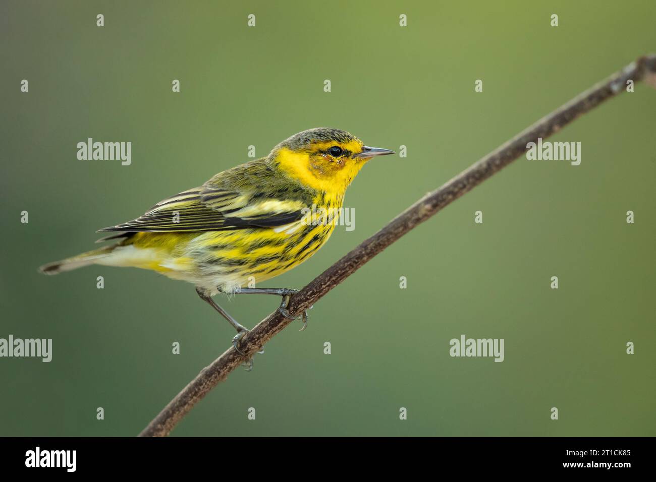 La parula di Capo maggio (Setophaga tigrina) è una specie di parula del nuovo mondo. Foto Stock