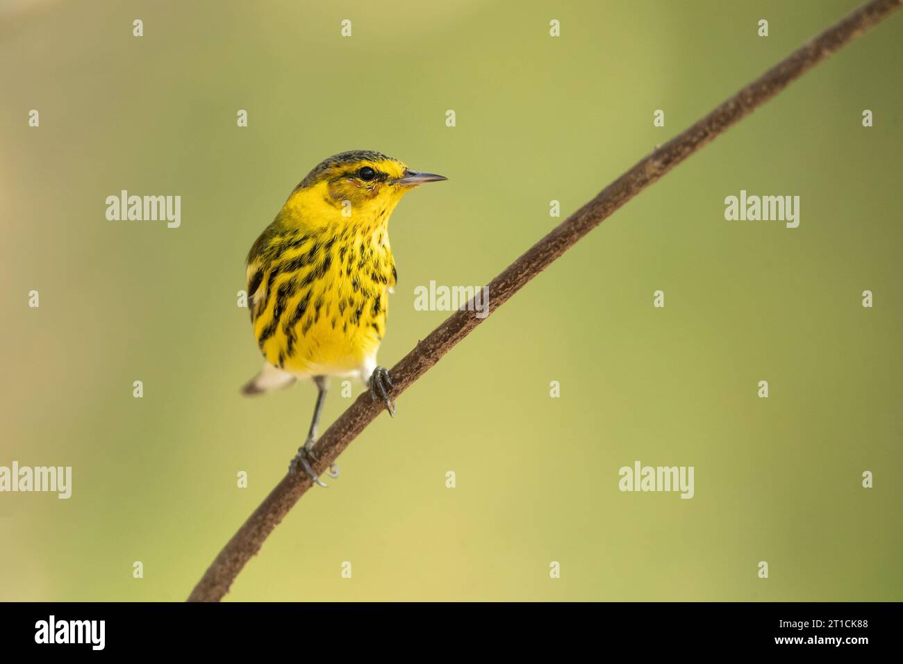 La parula di Capo maggio (Setophaga tigrina) è una specie di parula del nuovo mondo. Foto Stock