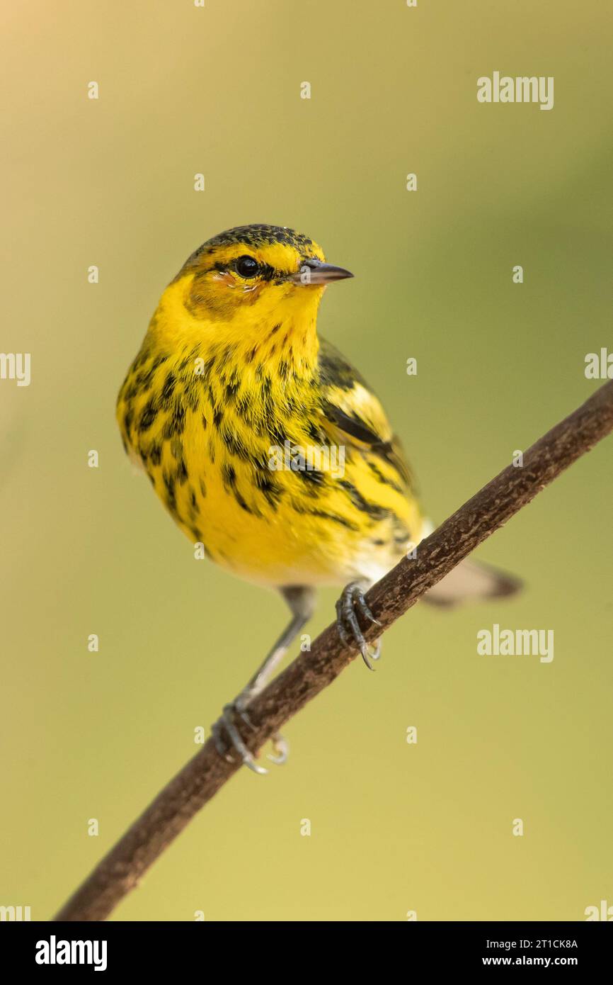 La parula di Capo maggio (Setophaga tigrina) è una specie di parula del nuovo mondo. Foto Stock