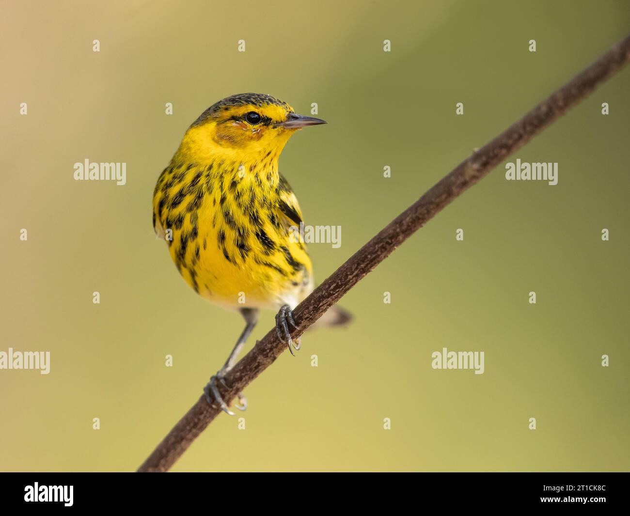 La parula di Capo maggio (Setophaga tigrina) è una specie di parula del nuovo mondo. Foto Stock