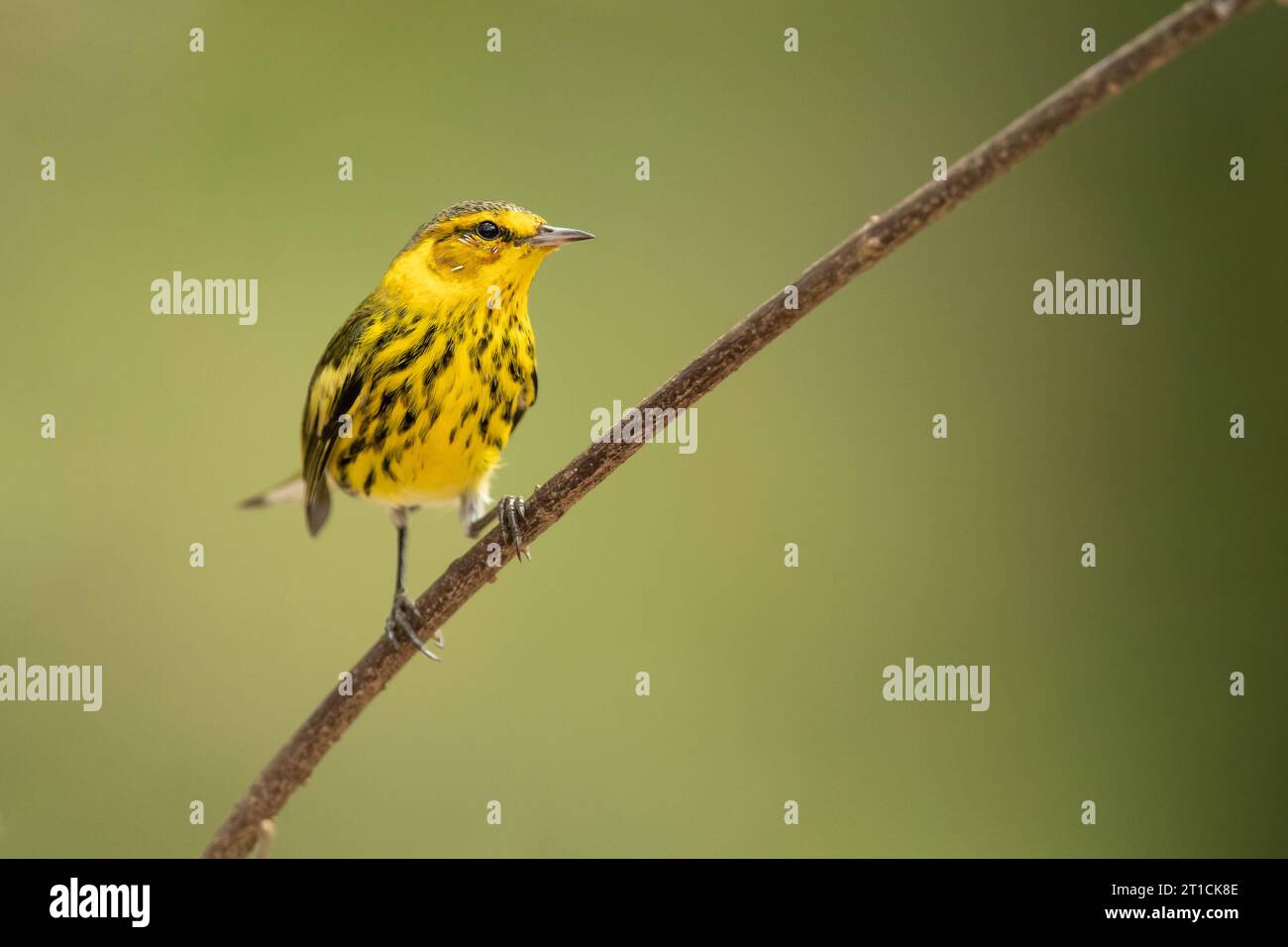 La parula di Capo maggio (Setophaga tigrina) è una specie di parula del nuovo mondo. Foto Stock