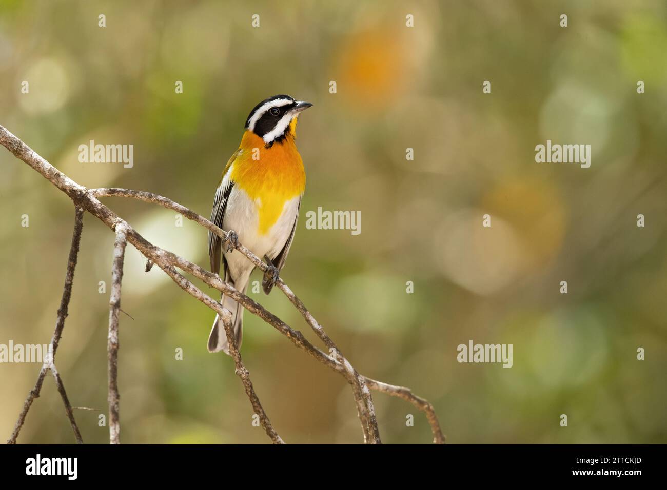 Lo spindalis occidentale (Spindalis zena) è una specie di songbird. In precedenza era considerato conspecifico con le altre tre specie di spindalis Foto Stock