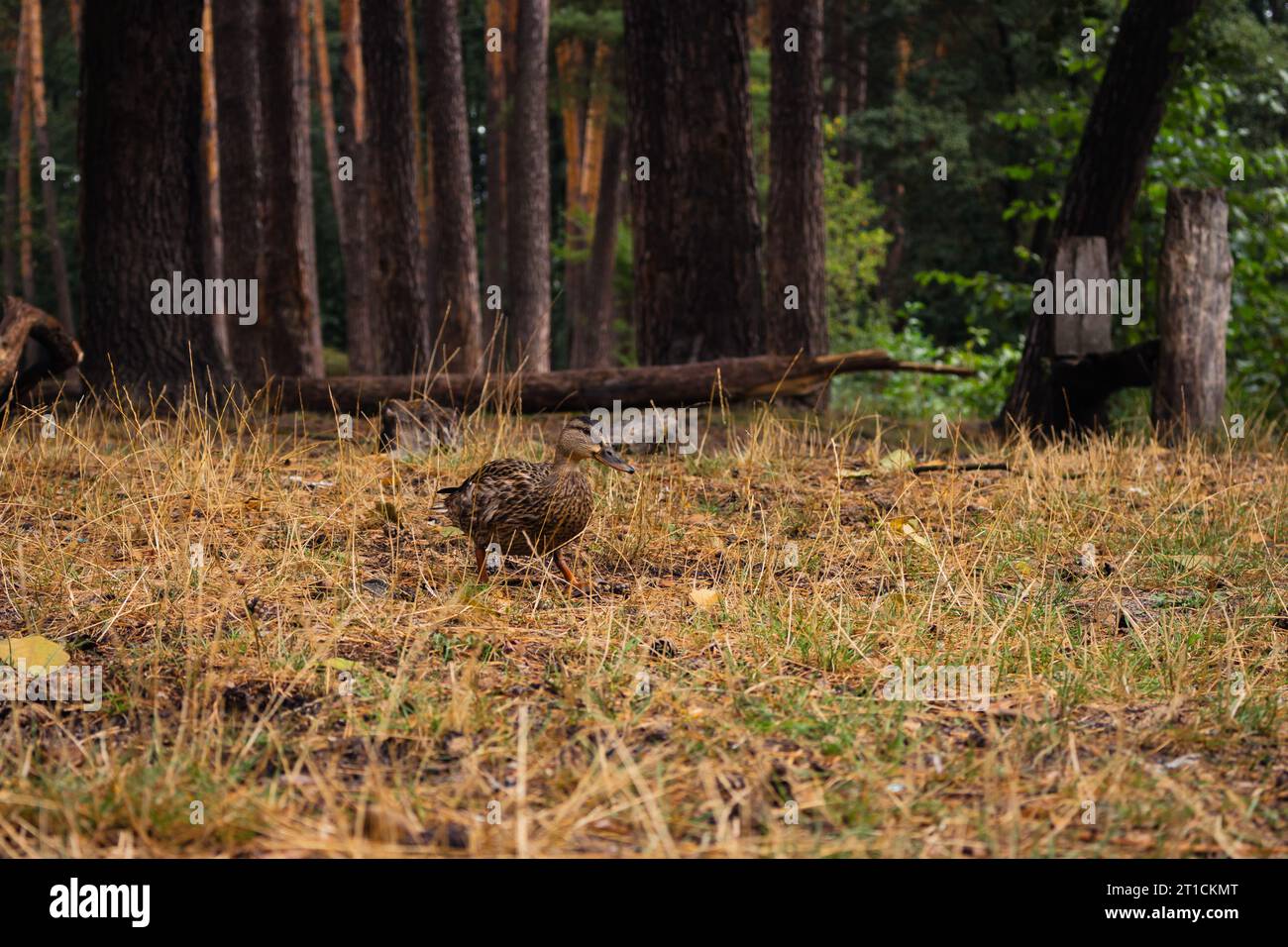 Passeggiata in anatra grigia nel parco autunnale. Anatra nella foresta autunnale. Concetto di fauna selvatica. Anatra selvatica nei boschi. Vita selvatica degli uccelli. Stagione autunnale nella natura. Foto Stock