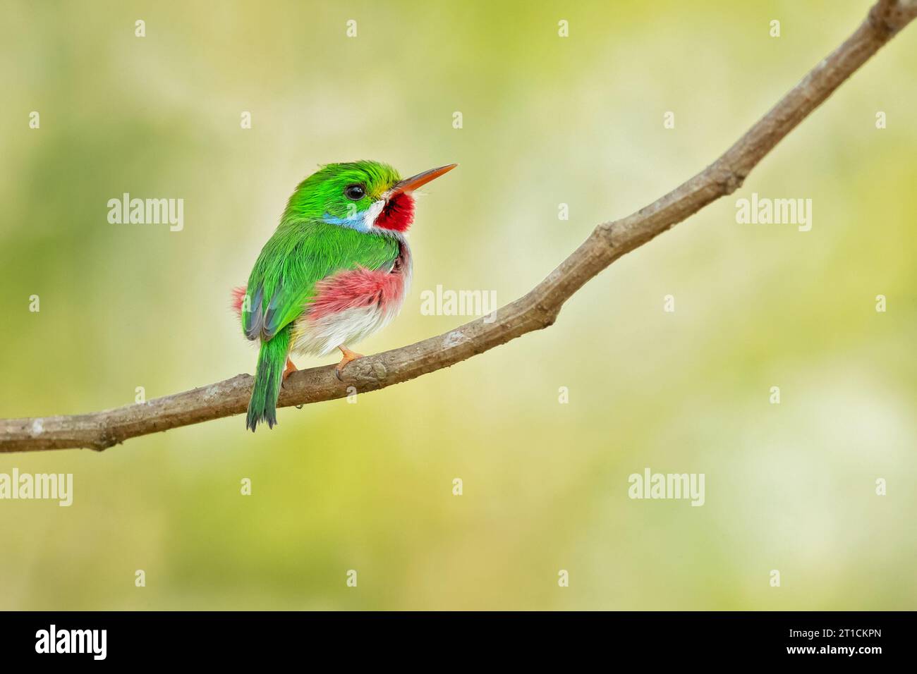 Il tody cubano (Todus multicolor) è una specie di uccelli della famiglia Todidae che è limitata a Cuba e alle isole adiacenti Foto Stock
