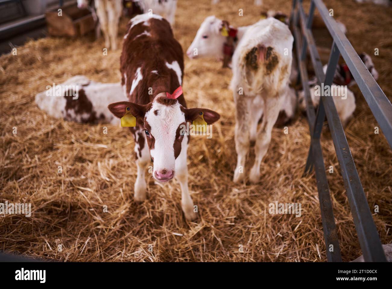 Giovane vitello in un vivaio per vacche in un caseificio. Animale neonato. Niente peple. Foto Stock