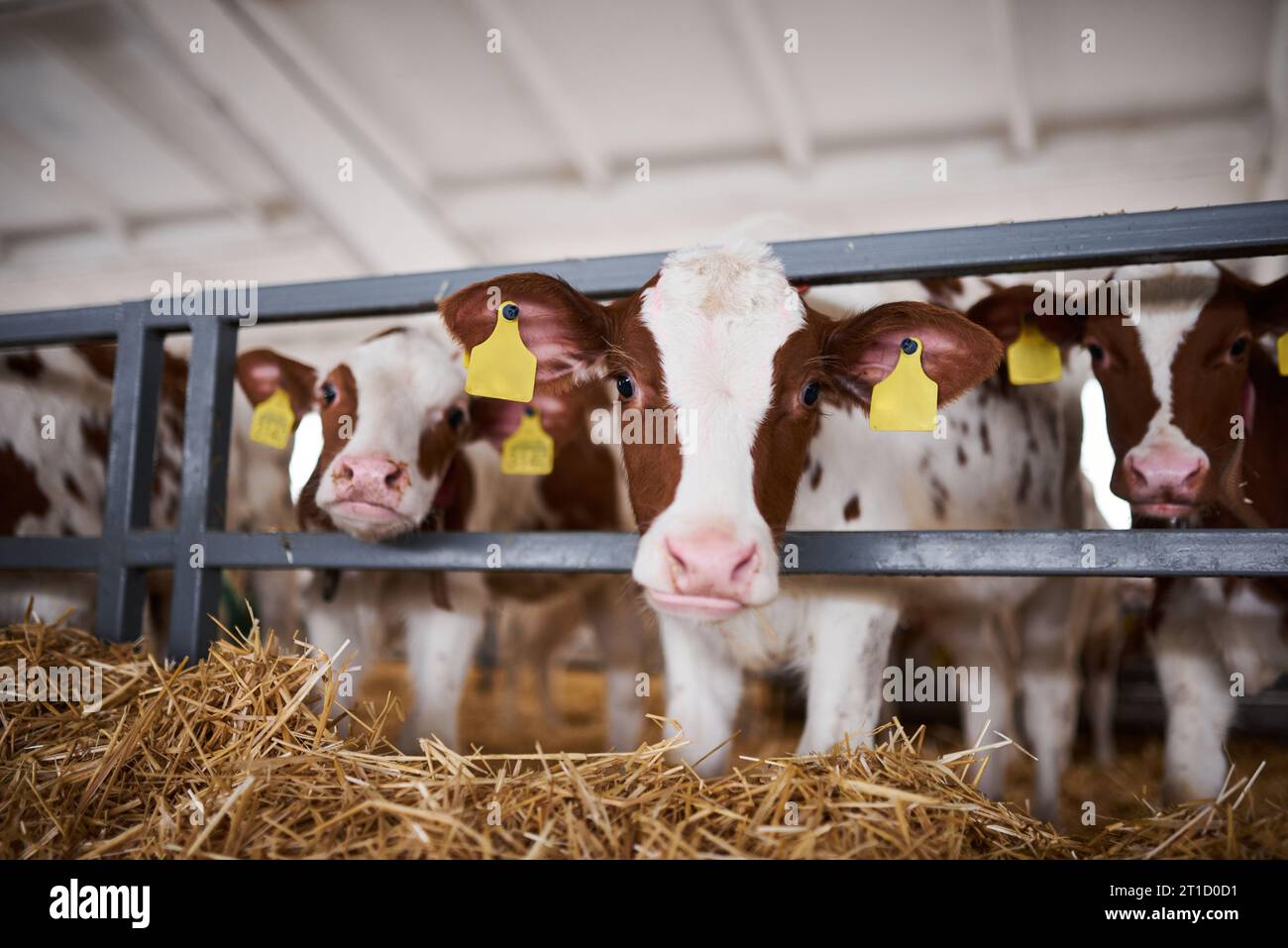Giovane vitello in un vivaio per vacche in un caseificio. Animale neonato. Niente peple. Foto Stock