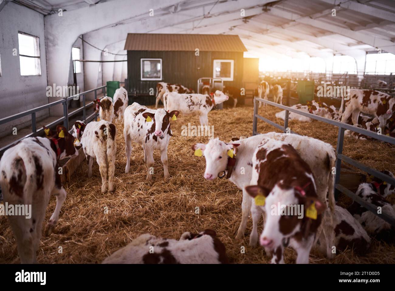 Giovane vitello in un vivaio per vacche in un caseificio. Animale neonato. Niente peple. Foto Stock