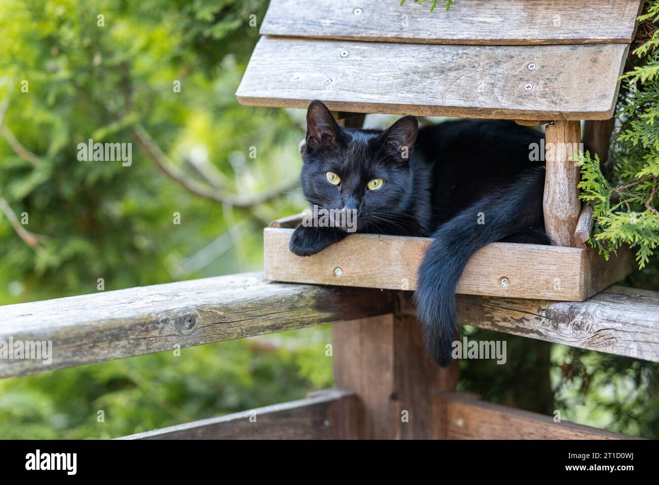 im Vogelhaus sitzende schwarze Katze Vogeljagd Foto Stock