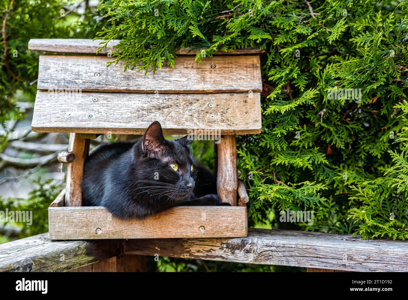 im Vogelhaus sitzende schwarze Katze Vogeljagd Foto Stock