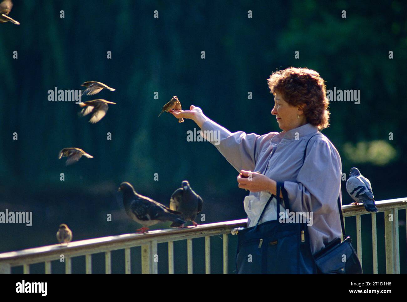 Regno Unito. Inghilterra. Londra. St James's Park. Donna all'aperto che dà da mangiare agli uccelli. Foto Stock