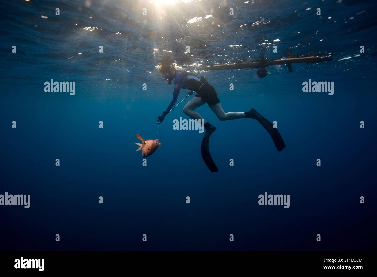 Vista sott'acqua di un subacqueo gratuito che tira un pesce appena lanciato sotto la superficie illuminata dal sole dell'oceano in Costa Rica. Foto Stock