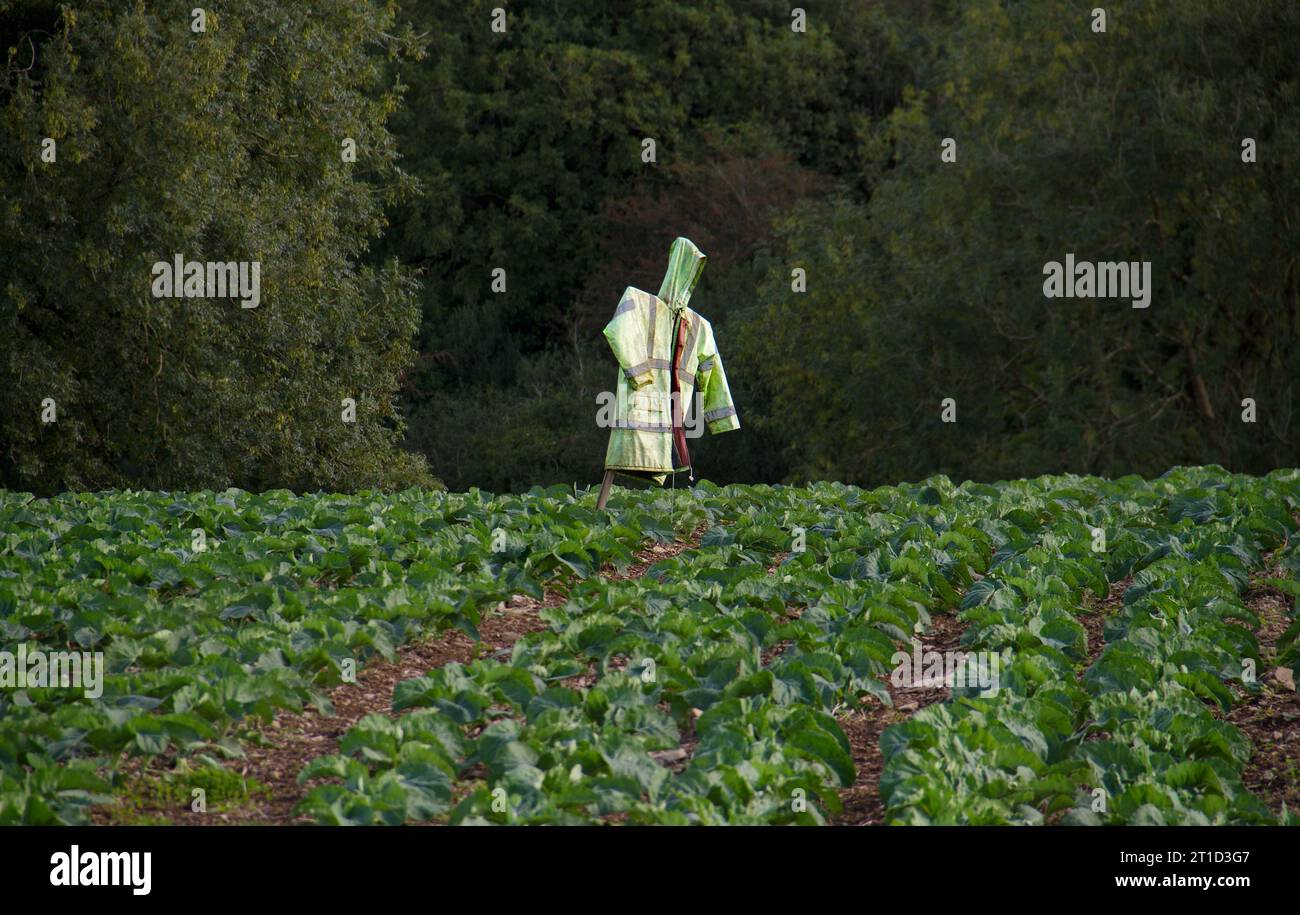 Scarecrow, fatto di una giacca di sicurezza sbiadita, in un campo con cavolo Foto Stock