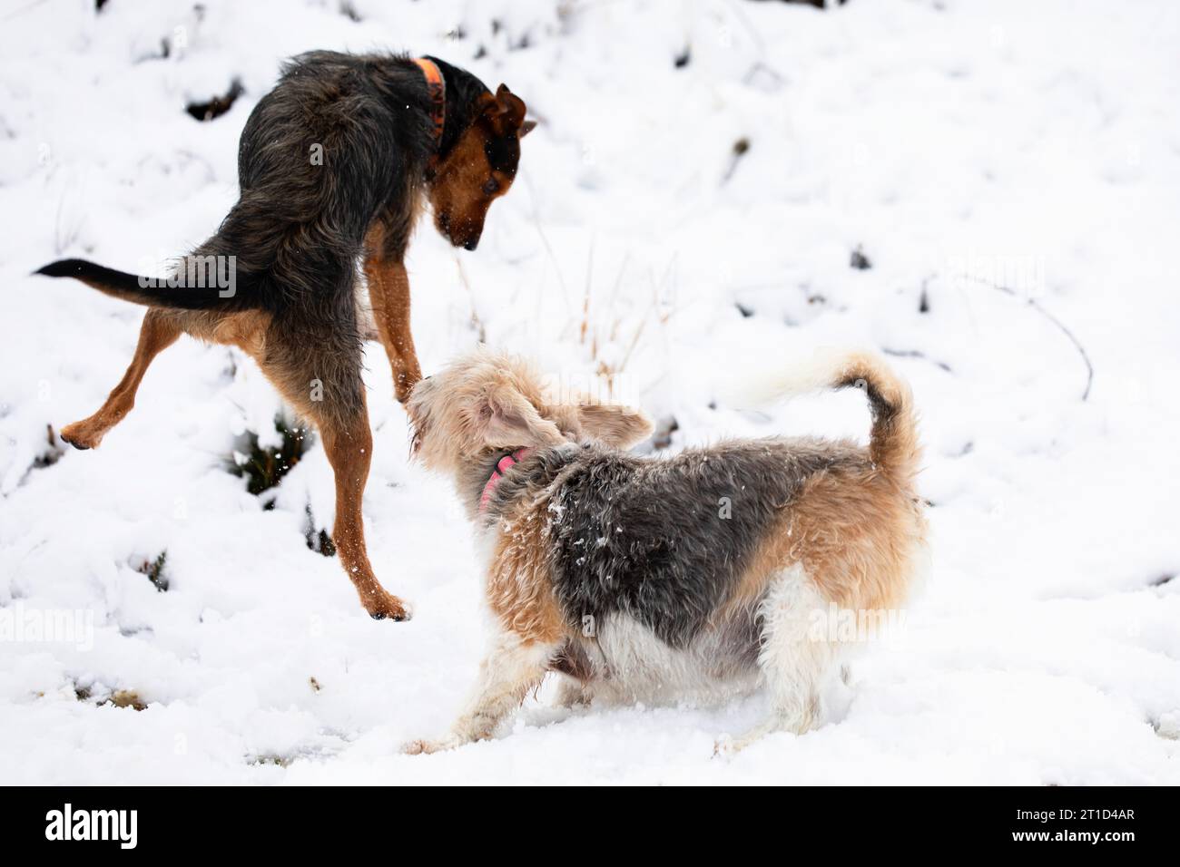 due cani, beagle e bodeguero nero, che giocano a saltare e correre nella neve in inverno. felicità e famiglia. verticale orizzontale. Foto Stock