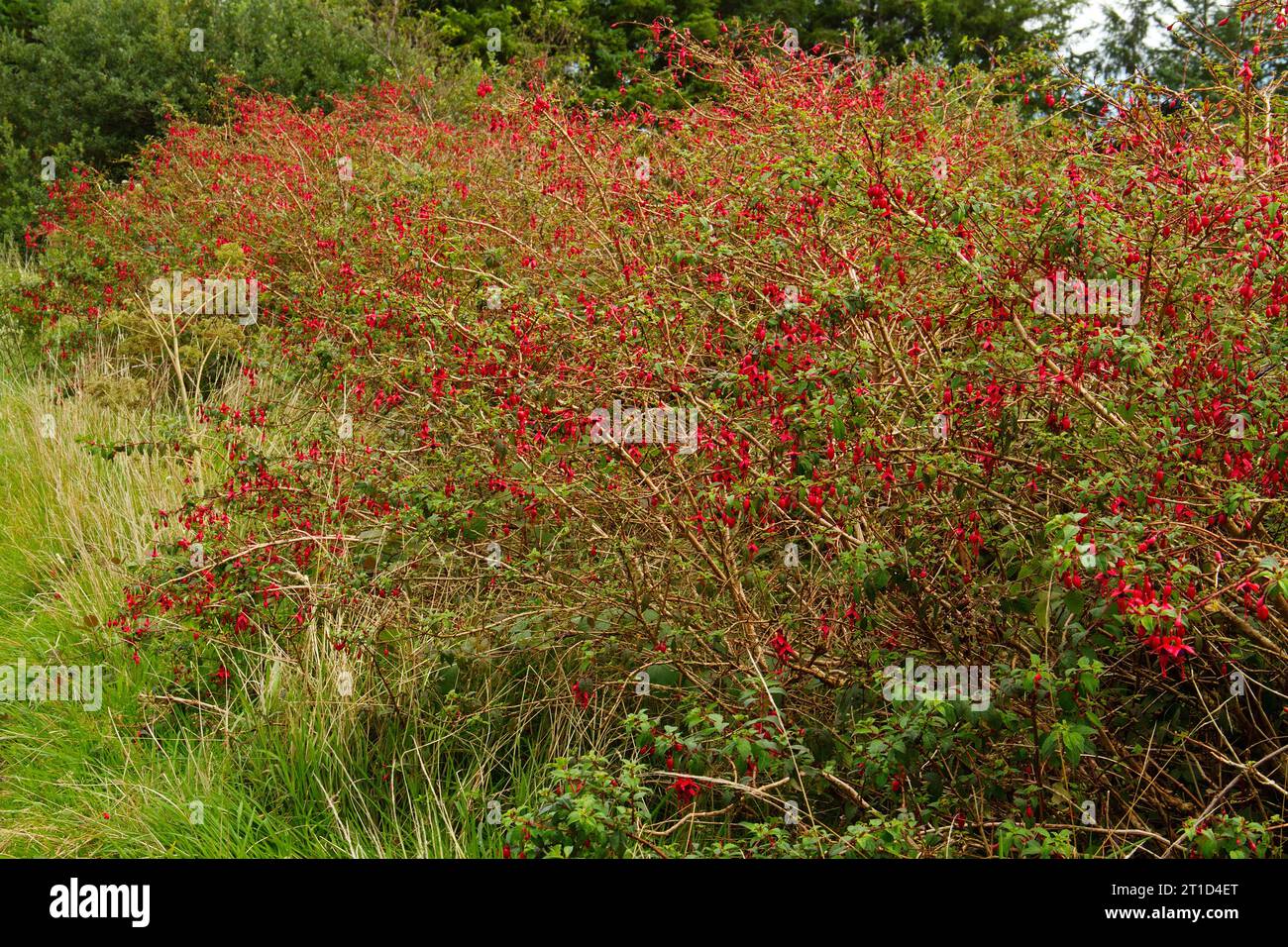 Hedgerow di Red Fuchsia in Irlanda Foto Stock