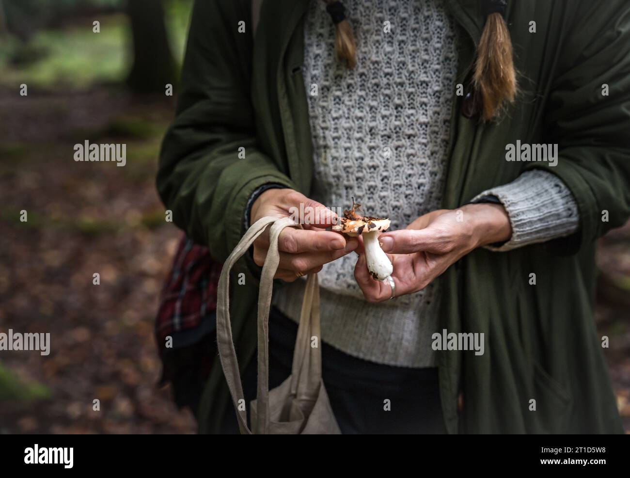 Donna nella foresta che identifica i funghi in Danimarca Foto Stock