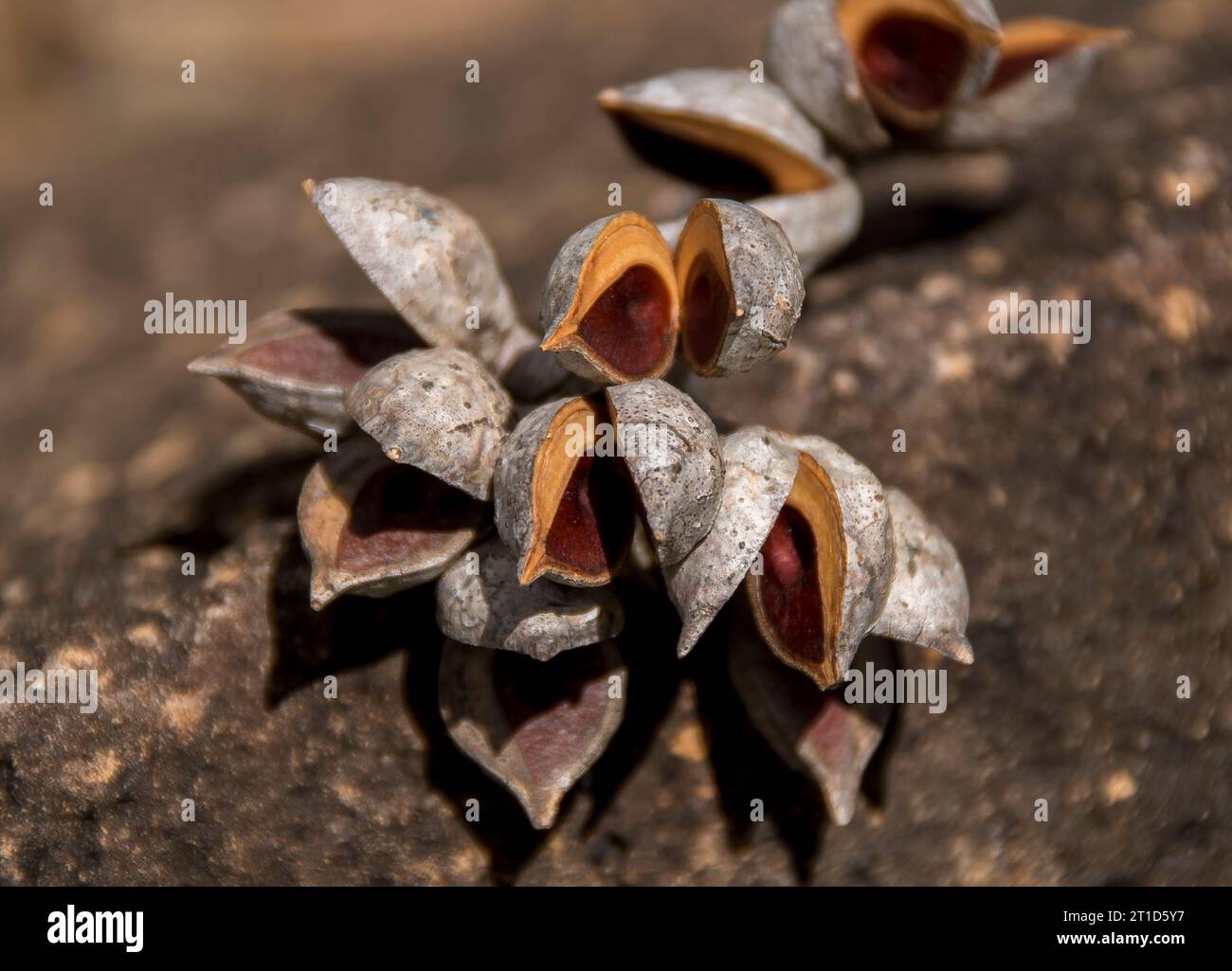 Mazzo di semi vuoti di Magnolia champaca, Magnolia himalayana, Michelia champaca, caduti a terra nel giardino del Queensland, Australia. Foto Stock