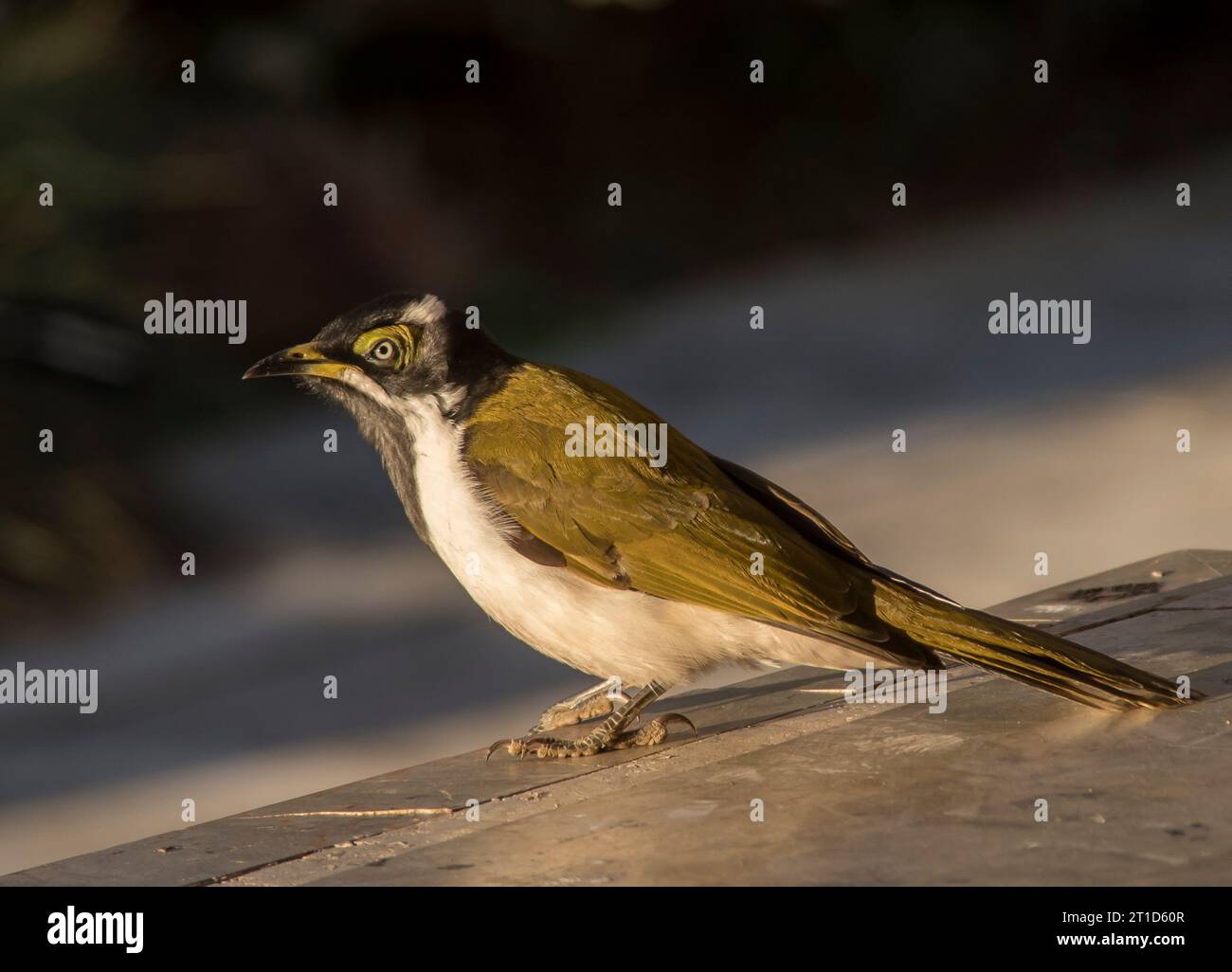 Il giovane Australian Blue affrontò Honeyeater, Entomyzon cyanotis, nel giardino del Queensland. La pelle verde oliva intorno agli occhi diventa blu come alla maturità. Foto Stock