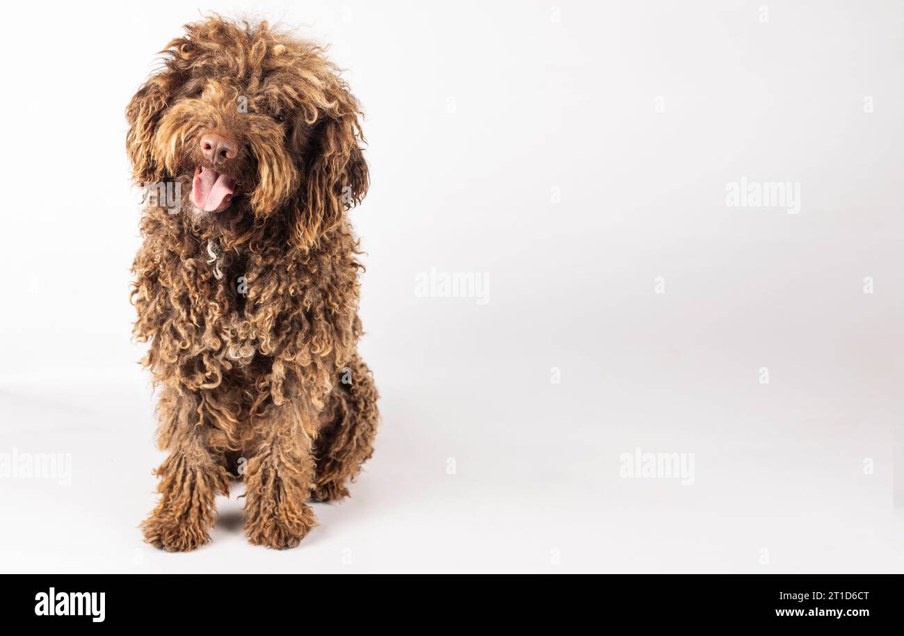 Cane turco andaluso dai capelli ricci su sfondo bianco con spazio per il testo Foto Stock
