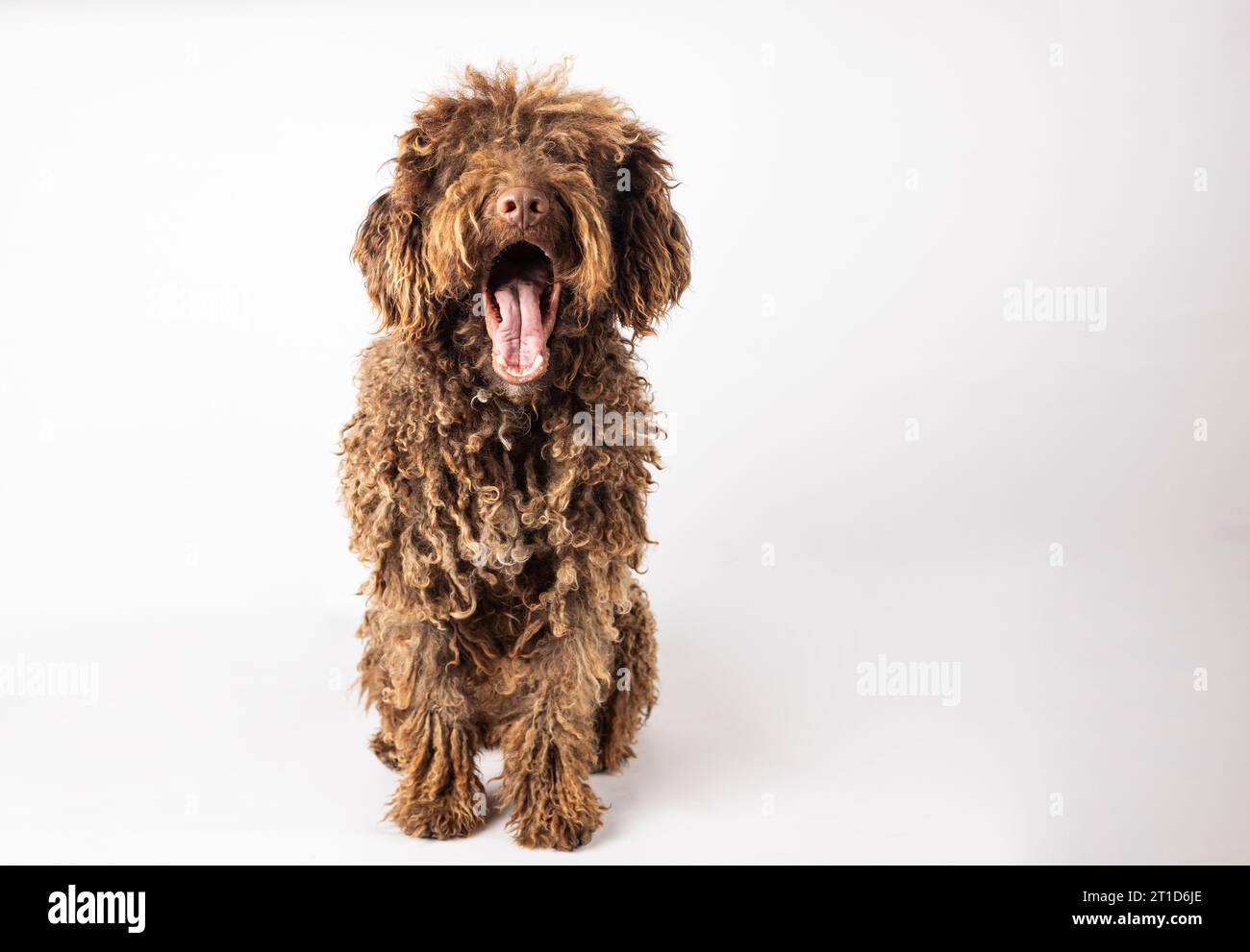 Ritratto di un divertente cane turco andaluso che sbadiglia su sfondo bianco Foto Stock