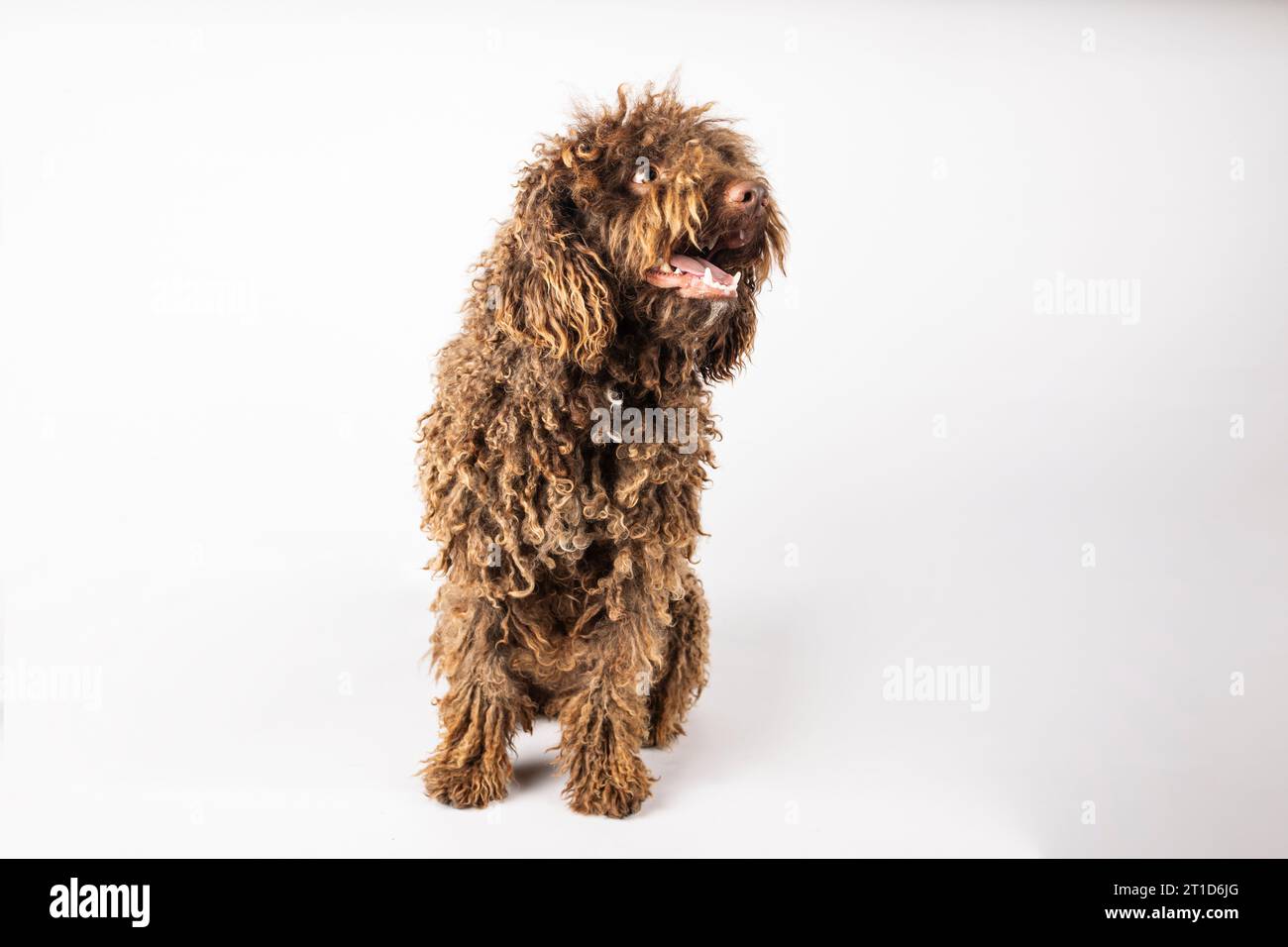 Ritratto di un divertente cane turco andaluso su sfondo bianco Foto Stock